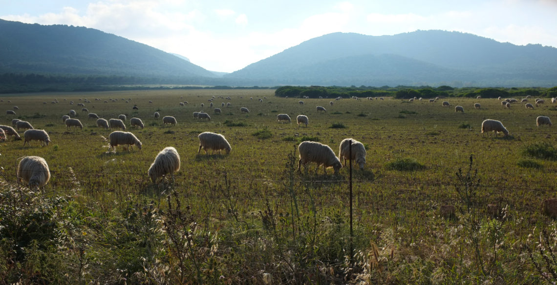Lampaita laiduntamassa Sardiniassa